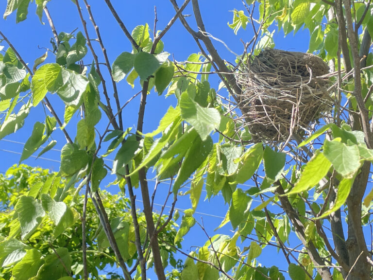 Ode to the Living Tree and the Conference of Birds 